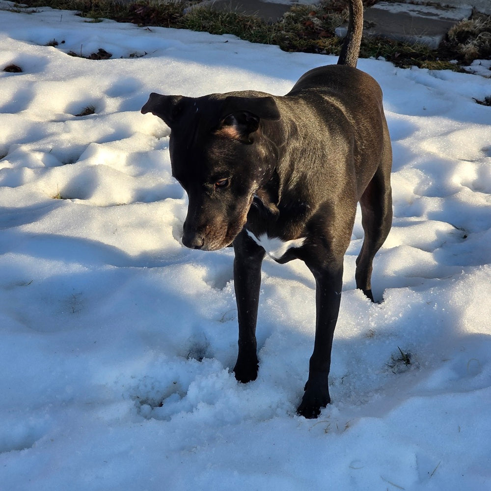 Cold Nose, Warm Heart