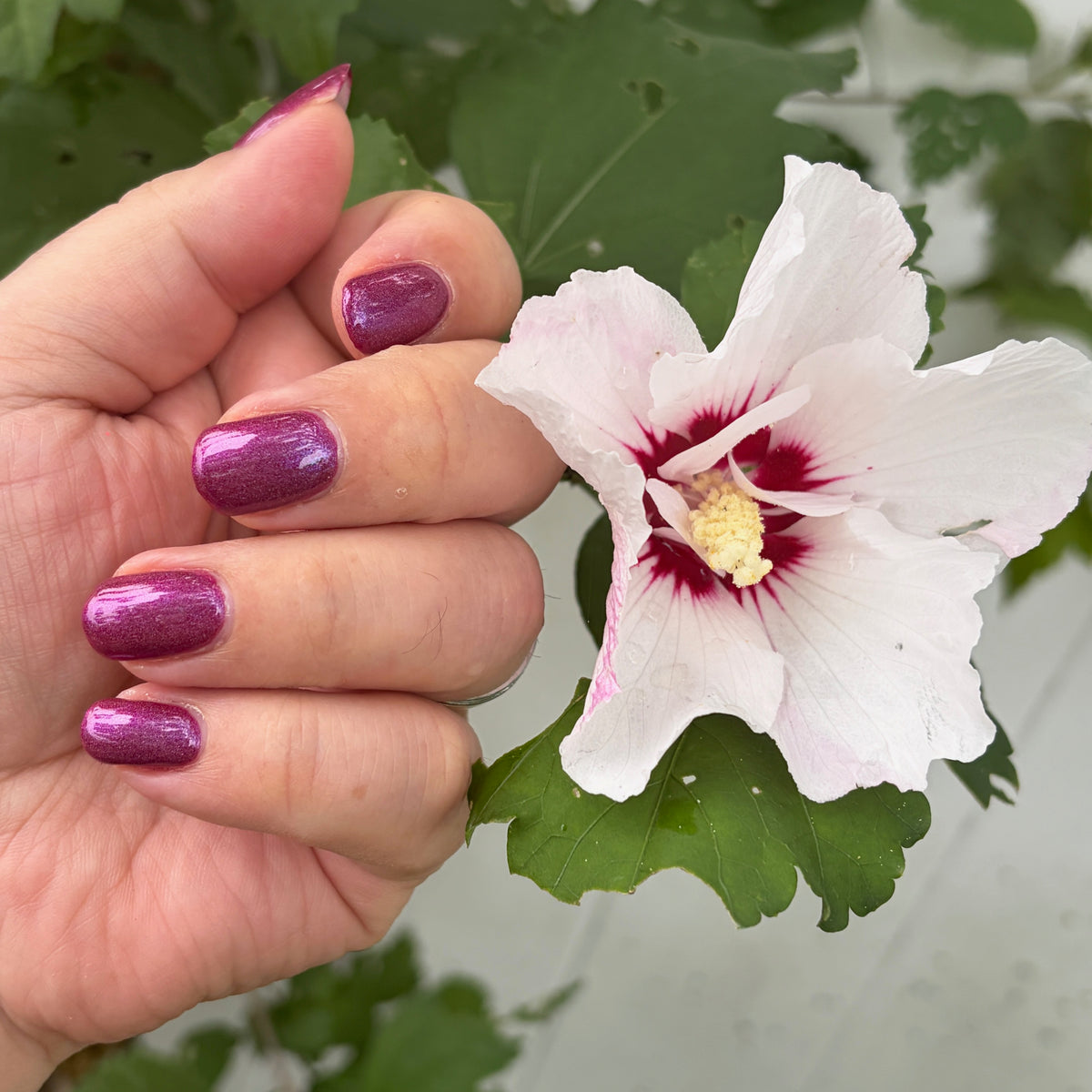 Marsha the Revolutionary